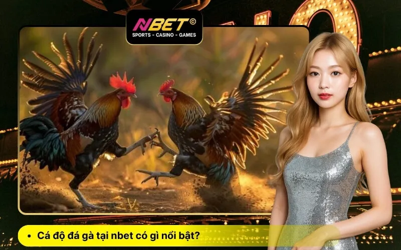 Cá độ đá gà tại nbet có gì nổi bật