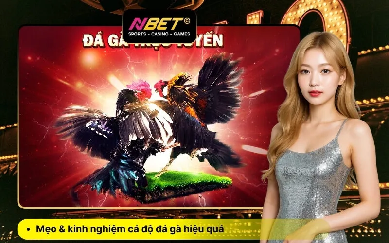 Mẹo & kinh nghiệm cá độ đá gà hiệu quả